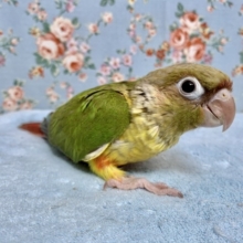 手乗りウロコインコ  パイナップル  8月9日