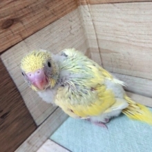 連れてって欲しいです！！おススメのセキセイインコ（パステルクリームパイド）☆☆☆