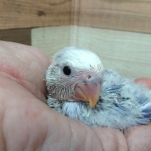 すっごくステキなカラーです！コザクラインコ～～