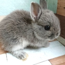 牧草は固めが好きっ☆　ドワーフラビット（ブルーマーチン）です！
