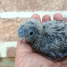 ｽﾃｷな飲みっぷり♪♪　サザナミインコ（ブルー）でｺﾞｻﾞｲﾏｽっ