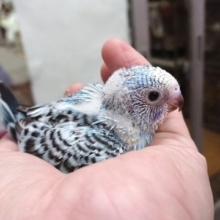 初めての方にもおすすめです！セキセイインコ♪