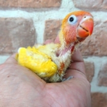 首をなが～くしておまちしております♪　ヤマブキボタンインコ～