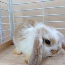 ゆったりふわふわな性格でｺﾞｻﾞｲﾏｽ～ロップイヤーきましたよっ