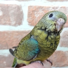 美声インコ最新画像です～～隠れた人気者～　美声インコ（オパーリン）でｺﾞｻﾞｲﾏｽ！！
