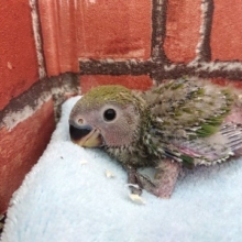 安定の人気です♪　コザクラインコ（ノーマル）～～