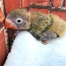 意外とレアな存在だったりします。。ルリコシボタンインコ～