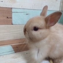 きなこ餅のような？？もっちもちドワーフラビット（セーブルポイント）～