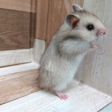 ふわふわのハムスター(チンチラ)