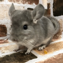 目が合った瞬間に虜です…チンチラのヴァイオレット〜♡