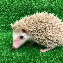 おチビのハリネズミちゃん〜♡