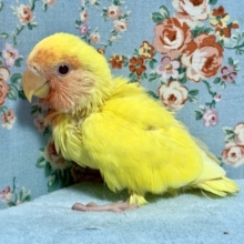 手乗りコザクラインコ  ルチノー  8月8日