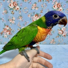 手乗りゴシキセイガイインコ  8月29日