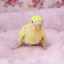 安定の人気カラー！！　セキセイインコ“ルチノー” 2020.8/5撮影