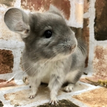 メロメロ必須のヴァイオレットのチンチラちゃん〜♡