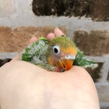 キレイなルリコシボタンインコ〜♡
