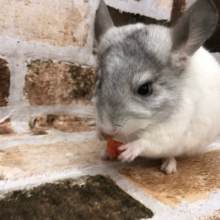 牧草大好き♡チンチラのパイドくん☆