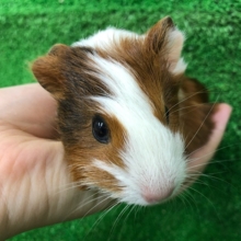 手の平が落ち着くモルモットさん〜♡