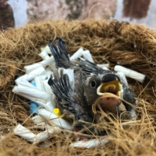 限定一羽の桜文鳥のヒナ来ました〜！！