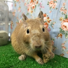 なでなで大好きサンドデグーくん♡