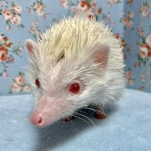 ハリネズミ  アルビノ 男のコ  8月5日