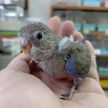 久しぶりに来ました！アキクサインコ（ノーマル）！