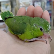 小さな緑色のインコ　マメルリハ（ノーマル）2020年08月12日