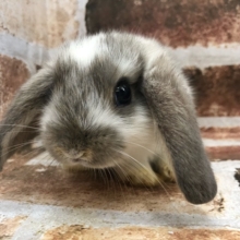 垂れ耳がたまらんロップイヤー♡