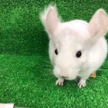 寝方が面白いチンチラのパイドちゃん〜♡