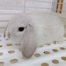 白くてふわふわ！ロップイヤーラビット！