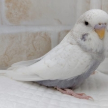 綺麗なカラー　ジャンボセキセイインコ 2020年08月26日