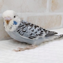 ジャンボセキセイインコ♪