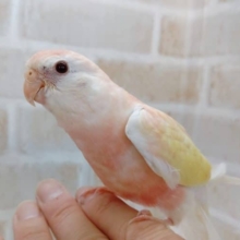 当店人気ナンバー１！！　アキクサインコルビノー