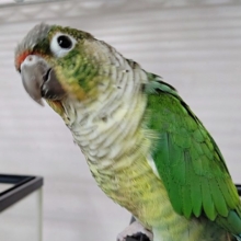 ベタ馴れ～　ワキコガネウロコインコ