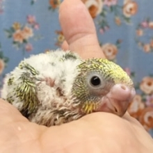 セキセイインコ　２０２０年７月生まれ
