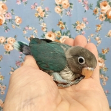ブルーボタンインコ　２０２０年７月生まれ