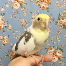 オカメインコ（パイド）２０２０年４月生まれ