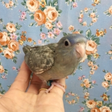サザナミインコ（スパングルブルー）２０２０年７月生まれ