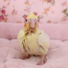 相変わらずの1番人気！オカメインコ“ルチノー” 2020.8/20撮影