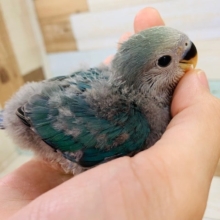 人の手が大好き！コザクラインコ・ブルーチェリー☆
