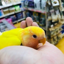 すくすく育っています。コザクラインコ　ルチノー　中雛！！