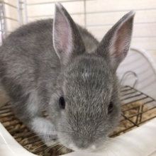 ネザーランドドワーフが来ました！