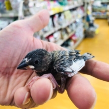 桜文鳥ヒナも入舎しましたよ！！