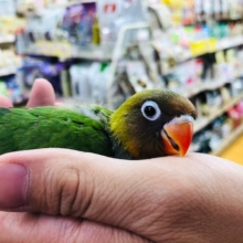 綺麗なルリコシボタンインコ　ヒナ　入舎