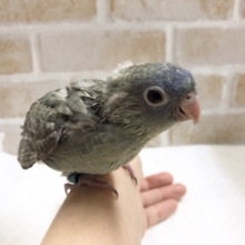 ごはんにまっしぐら！サザナミインコ（スパングル）！