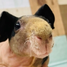 久々入舎！スキニーギニアピッグが来ましたよ♡