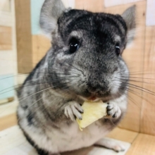 魅惑のボディ♡ノーマルチンチラさん♪