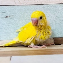人気！ダブルファクターのセキセイインコ♪