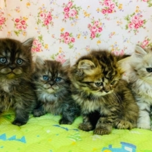 最新情報更新！ご予約受付中のミックス猫（ブリティッシュｘチンチラ）