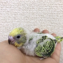 セキセイインコのヒナが来ました！